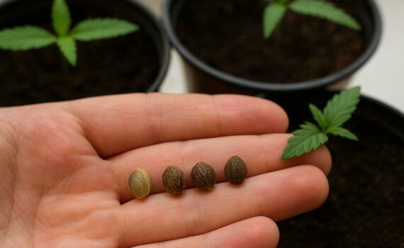 Minizowane nasiona automatyczne nasiona